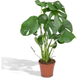 Hello Plants Monstera Deliciosa Gatenplant - Ø 17 cm - Hoogte: 55 cm - Kamerplant