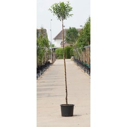 Bol sierkers Prunus em. Umbraculifera h 230 cm st. omtrek 8 cm st. h 200 cm