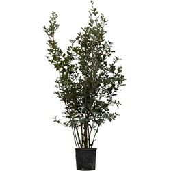 2 stuks! Steeneik solitair Quercus ilex 137,5 cm