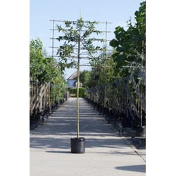 Sierappel als leiboom Malus Red sentinel h 340 cm st. omtrek 16 cm st. h 220 cm