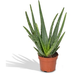 Hello Plants Echte Aloe Vera Plant - Ø 12 cm - Hoogte: 40 cm - Vetplant Succulent