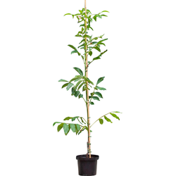 Walnotenboom Broadview Juglans r. Broadview h 187,5 cm st. omtrek 2 cm