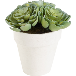 Echeveria vetplant in kunstpot groen H15