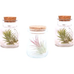 Tillandsia - Mix van 3 - Luchtplantjes in glazen decoratief flesje