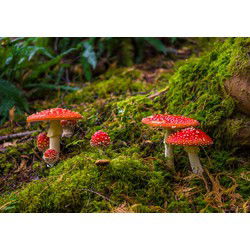 Tuinschilderij paddenstoelen 70x50cm
