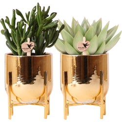 Kolibri Greens | Succulenten set van 2 planten in Gouden Nordic sierpotten - keramiek  potmaat Ø9cm