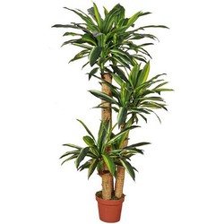 Dracaena fragrans 155 cm