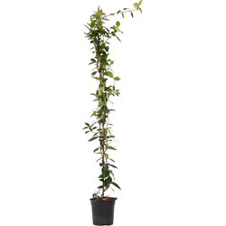 Jasmijn - Trachelospermum jasminoides - Hoogte 110-120cm - ⌀17cm
