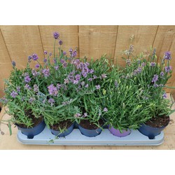 Lavendel Hidcote 10 potjes per tray kleur paars