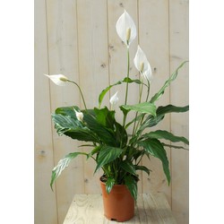 Lepelplant Spathiphyllum 60 cm