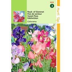 2 stuks - Lathyrus multiflora Colorama gemengd