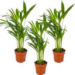 Areca-palm | Dypsis per 3 stuks - Kamerplant in kwekerspot ⌀12 cm - ↕45 cm