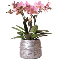 Kolibri Orchids | Roze Phalaenopsis orchidee – Treviso in Groove pot zilver – potmaat Ø12cm – 35cm hoog | bloeiende kamerplant in bloempot - vers van de kweker