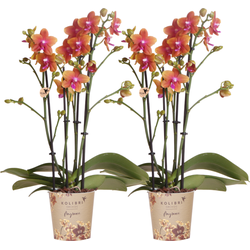 Kolibri Orchids I COMBI DEAL van 2 geurende oranje Phalaenopsis orchideeën - potmaat Ø12cm | bloeiende kamerplant - vers van de kweker