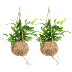 We Love Plants - Kokodama Phlebodium Hang - 2 stuks - 25 cm hoog - Hangplant