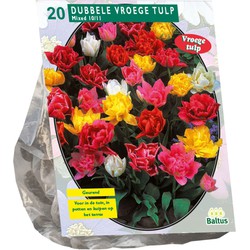 Bollen Tulipa Dubbel mix 20 stuks