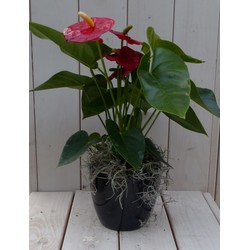 Flamingopflanze Anthurium rot in schwarz/anthrazitfarbenem Topf 40 cm Naturally - Warentuin Natuurlijk