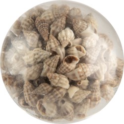 Clayre & Eef Deurknop Ø 5x4 cm Beige Glas Schelpen