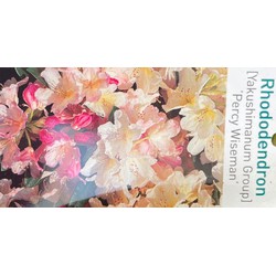 Rhododendron Percy Wiseman - Warentuin Natuurlijk