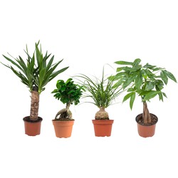 Tropische planten mix - 4 stuks