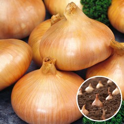 Onions Stuttgarter Riesen - 1 Kilo uienbollen - Voor 1m2