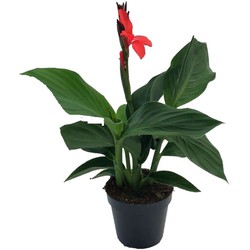 Canna 'Cannova' - Bloemriet - Canna Rood - Pot 17cm - Hoogte 35-45cm