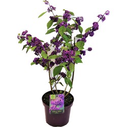 Callicarpa bodinieri 'Profusion' - Struik - Pot 19cm - Hoogte 50-60cm