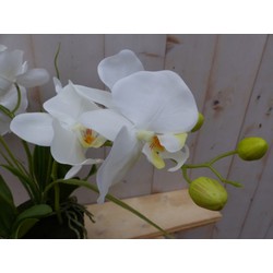 Orchidee Phalaenopsis 3 Stiele weiß 30 cm - Warentuin Mix
