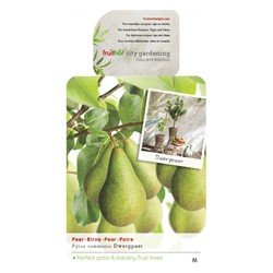 Pyrus communis dwergpeer fruitboom - Fruithof