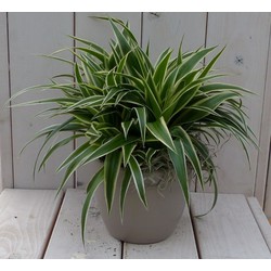 Chlorophytum in taupe pot 25 cm - Warentuin Natuurlijk