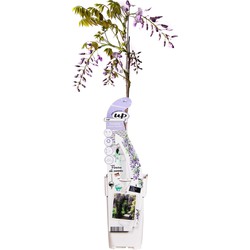 Hello Plants Wisteria Sinensis Caroline Blauwe Regen Lilapaars - Klimplant, Sierheester - Ø 15 cm - Hoogte: 65 cm