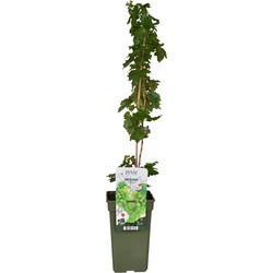 Hello Plants Vitis Pixie Riesling Witte Druiven - Druivenplant - Ø 19 cm - Hoogte: 65 cm
