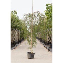 Prieelberk Betula pendula Youngii h 230 cm st. omtrek 8 cm st. h 200 cm