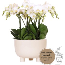 Kolibri Orchids | witte plantenset in Gummy dish incl. waterreservoir | drie witte orchideeën | Mono Bouquet wit met zelfvoorzienend waterreservoir