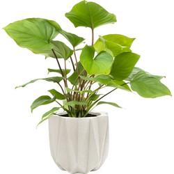 QUVIO Bloempot cement 15 x 15 x 14 cm - Wit