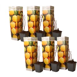 Framboosplanten - Set van 6 - Gele framboosplanten - Pot 9cm - Hoogte 25-40cm