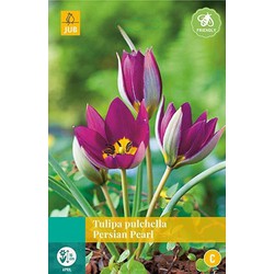 3 stuks - Tulipa pulch. Persian Pearl 8 bollen