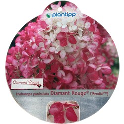 Hortensia Paniculata Diamant Rouge