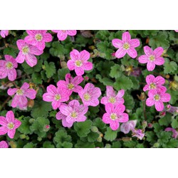 5 stuks - Erodium variabile Bishop s Form - Samplant