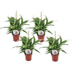 Spathiphyllum 'Lepelplant' - Set van 4 - Pot 12cm - Hoogte 30-40cm