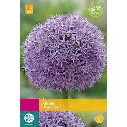 2 stuks - Allium Gladiator 4 bollen