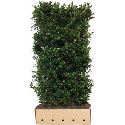 Ilex meserveae 'Heckenblau' Heg