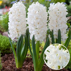 Hyacinthus Carnegie - Set van 10 - Hyacint - Winterharde bloembollen