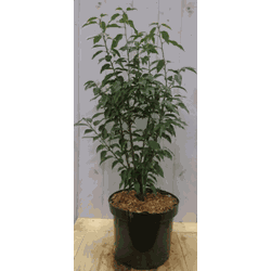 Prunus Angustifolia 80 cm