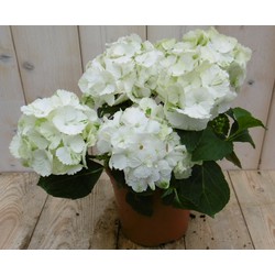 Hortensia Hydrangea Wit 30 - 40 cm 4 tot 6 bloemen - Warentuin Natuurlijk