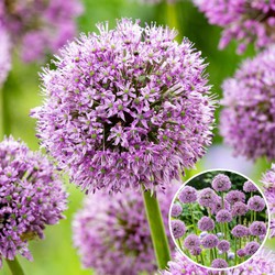 Allium Gladiator - Set van 16 - Sierui bloembollen - Reuzenbloeiende Sierui