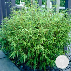 Fargesia rufa – Bamboe – Tuinplant – Winterhard - ⌀14 cm - ↕35-45 cm