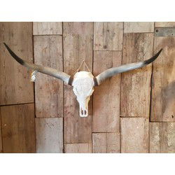 Longhoorn Skull Dierenhoofd - Dierenschedel voor aan de Muur - Bufffelschedel - Skulls Mancave - Longhoorn Grijs - 1 Meter