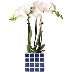 Kolibri Orchids | Witte phalaenopsis orchidee Amabilis + Mosa sierpot blauw - potmaat Ø9cm | bloeiende kamerplant - vers van de kweker