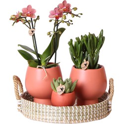 Kolibri Company | Gift set Scandic terracotta | Plantenset met oranje Phalaenopsis Orchidee en Succulenten incl. keramieken sierpotten